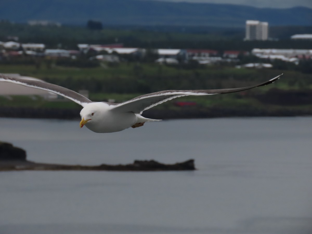 Бэсрэг цахлай - ML621628520