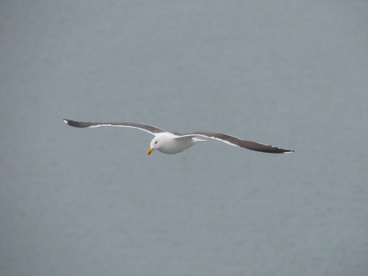 Бэсрэг цахлай - ML621628597