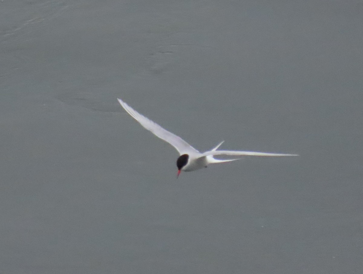 Умардын хараалай - ML621628629