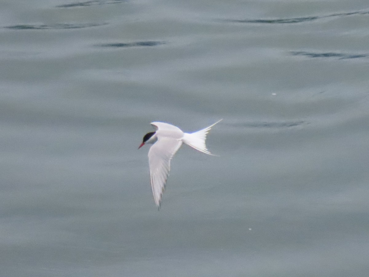 Умардын хараалай - ML621628630