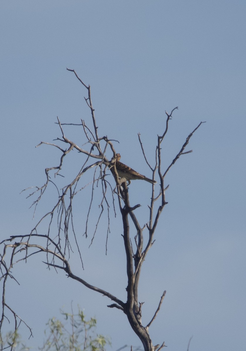 Spotted Bowerbird - ML621628669