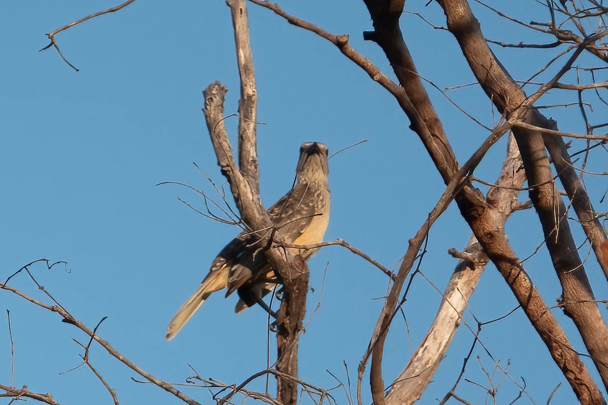 Fawn-breasted Bowerbird - ML621628749