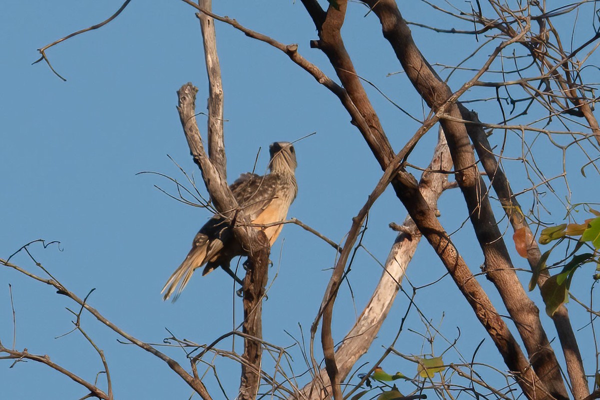 Fawn-breasted Bowerbird - ML621628750