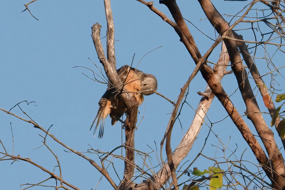 Fawn-breasted Bowerbird - ML621628751