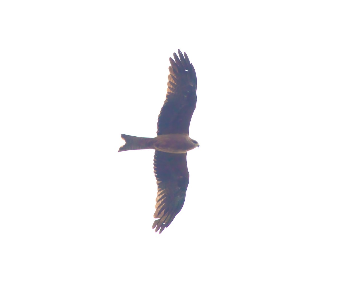 Black Kite - ML621628819