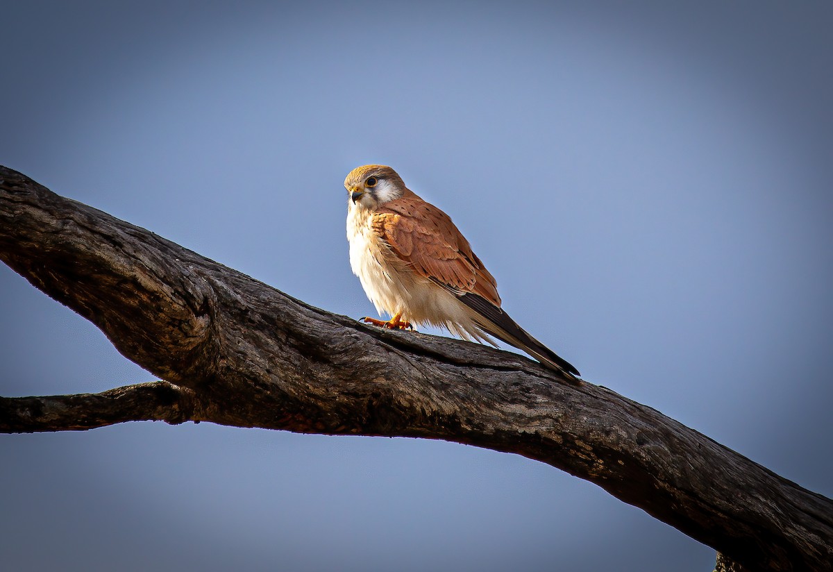 Nankeen Kestrel - ML621628824