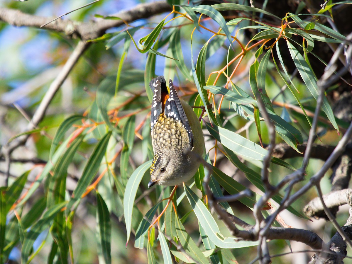 Spotted Pardalote - ML621628831