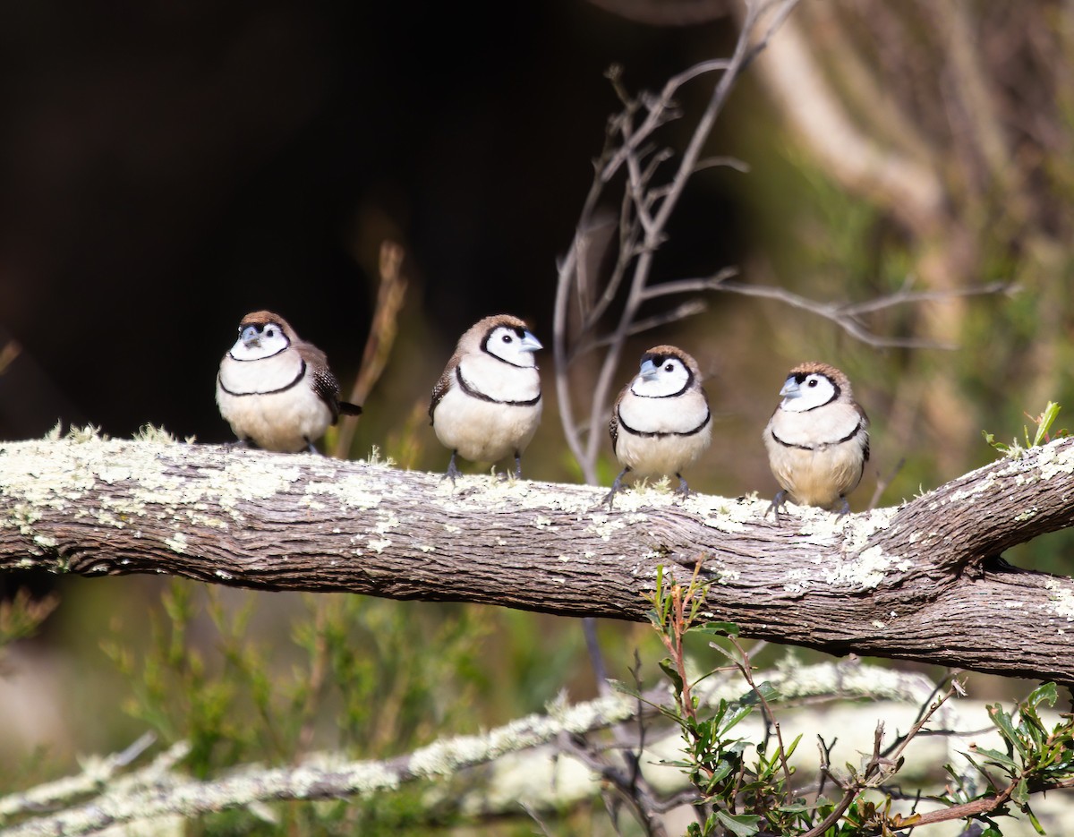 Double-barred Finch - ML621628844