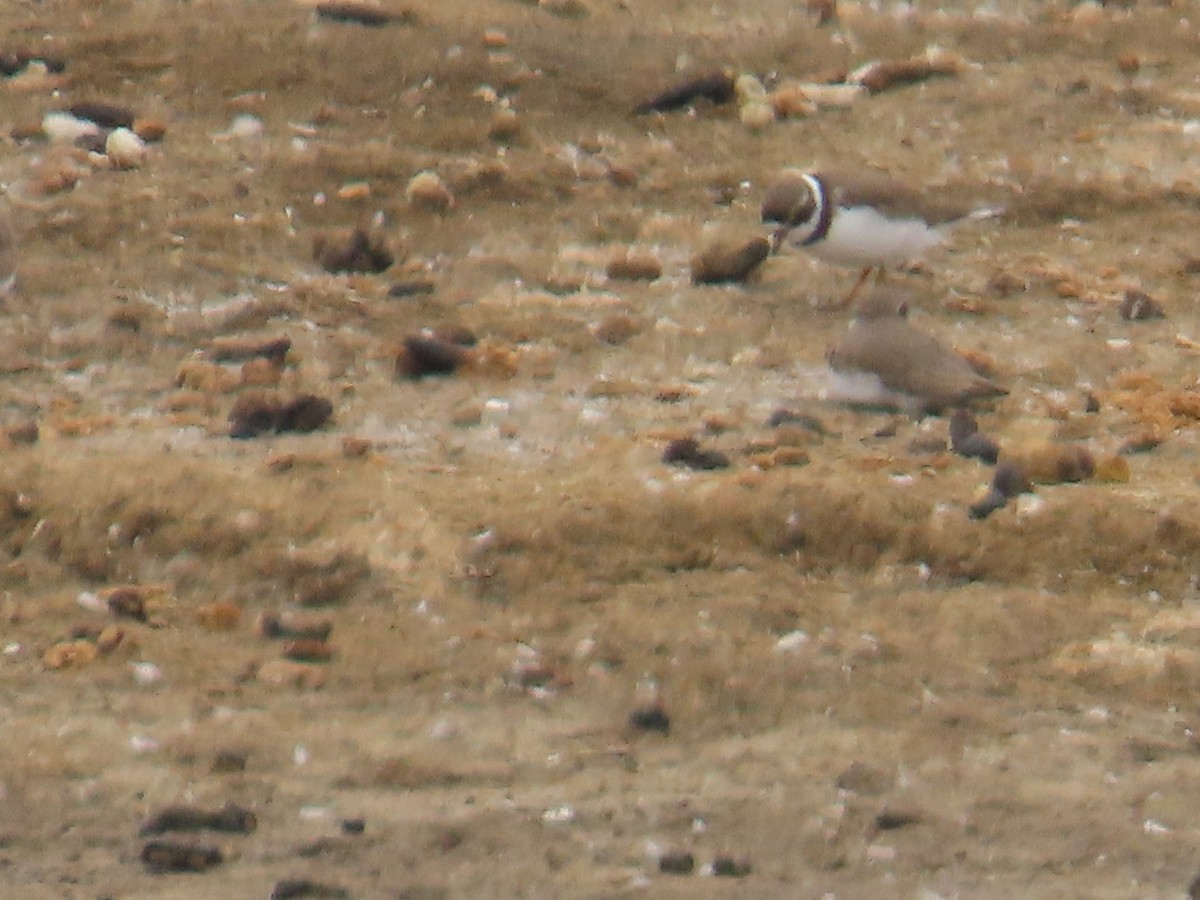 Semipalmated Plover - ML621628848