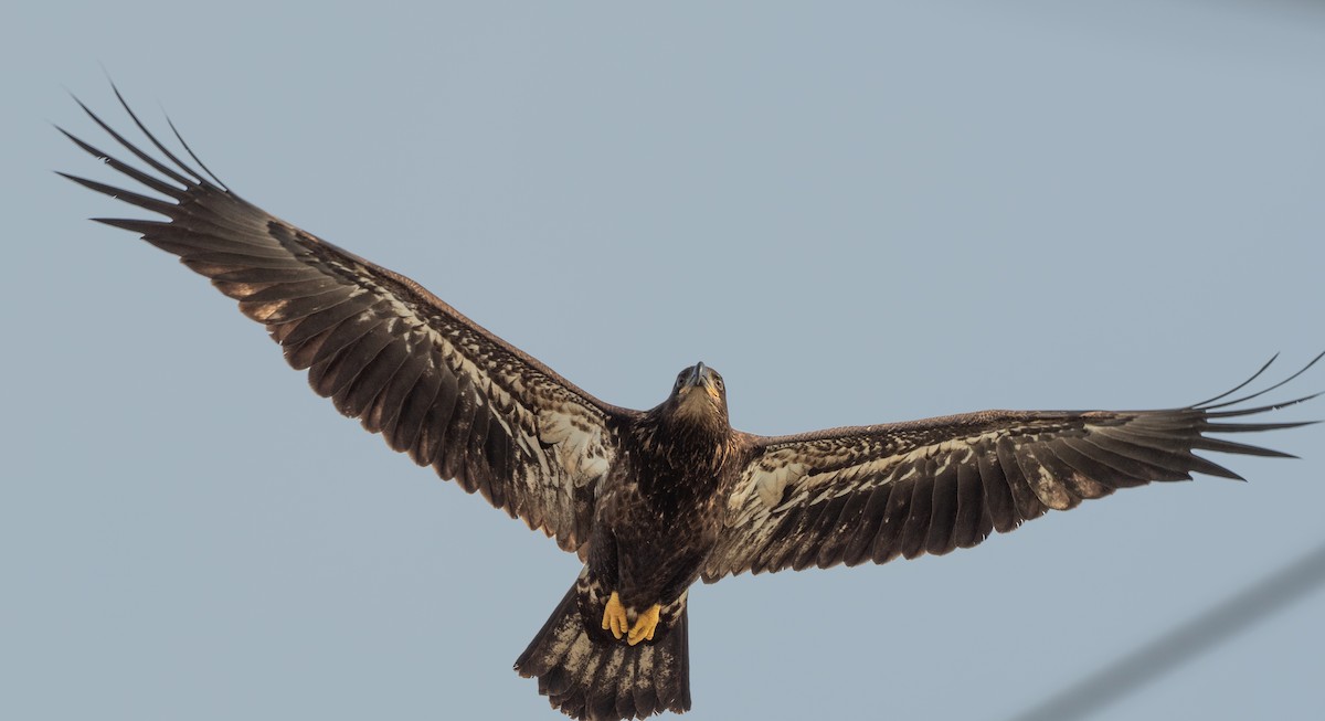 Bald Eagle - ML621629132