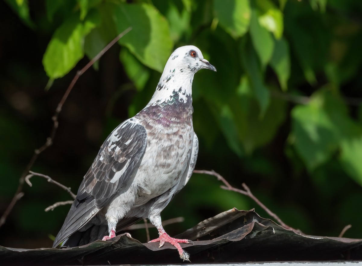 Rock Pigeon (Feral Pigeon) - ML621629135