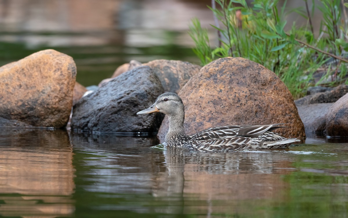 Mallard - ML621629140