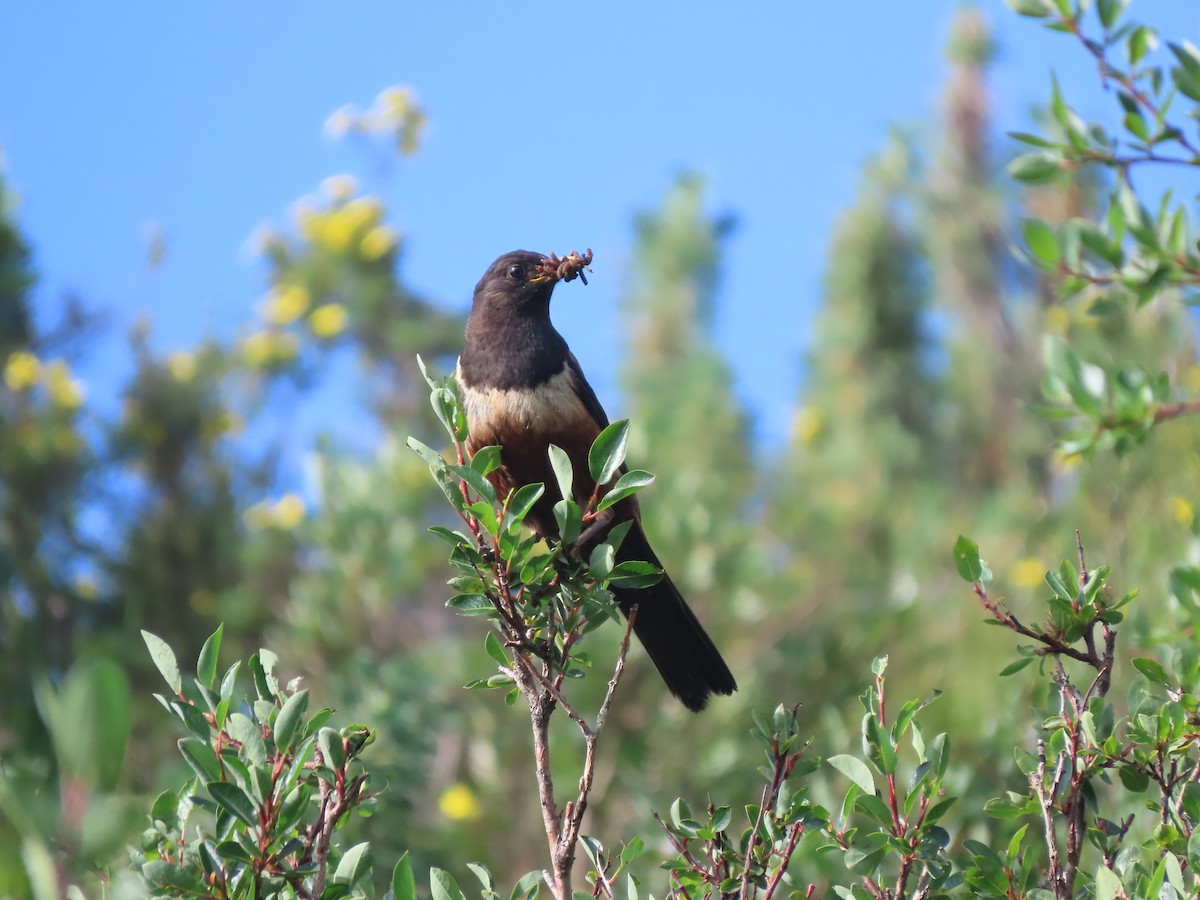 White-backed Thrush - ML621629178