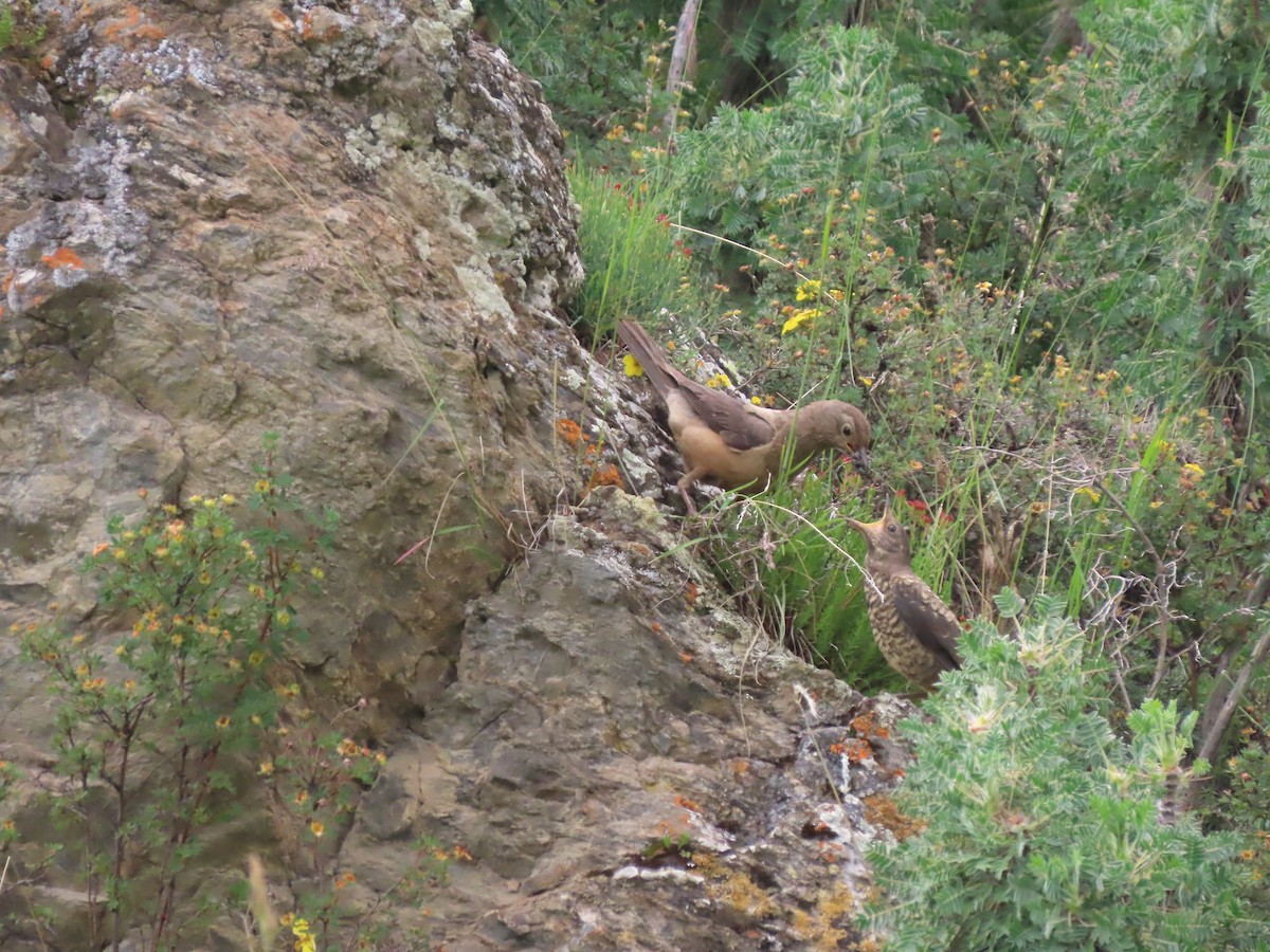 White-backed Thrush - ML621629179