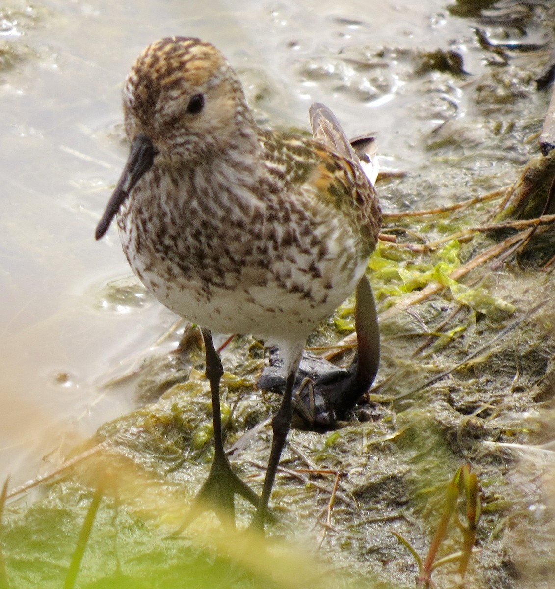 Western Sandpiper - ML62162931