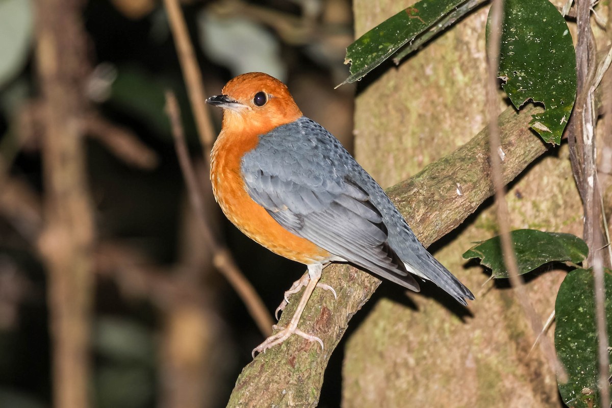 Orange-headed Thrush (Orange-headed) - ML621629470