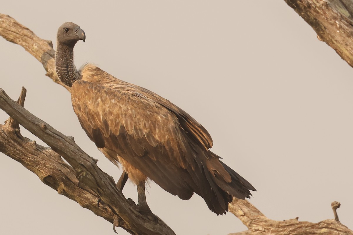 White-backed Vulture - ML621629507