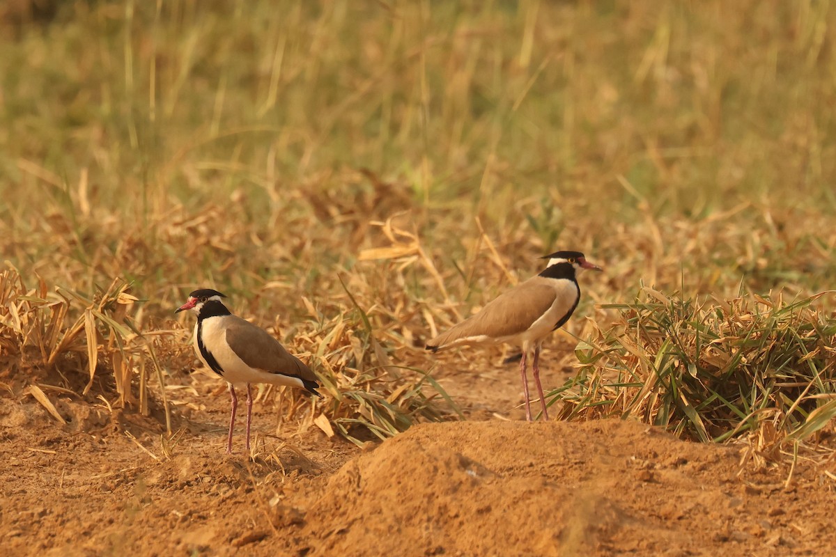 Black-headed Lapwing - ML621629511