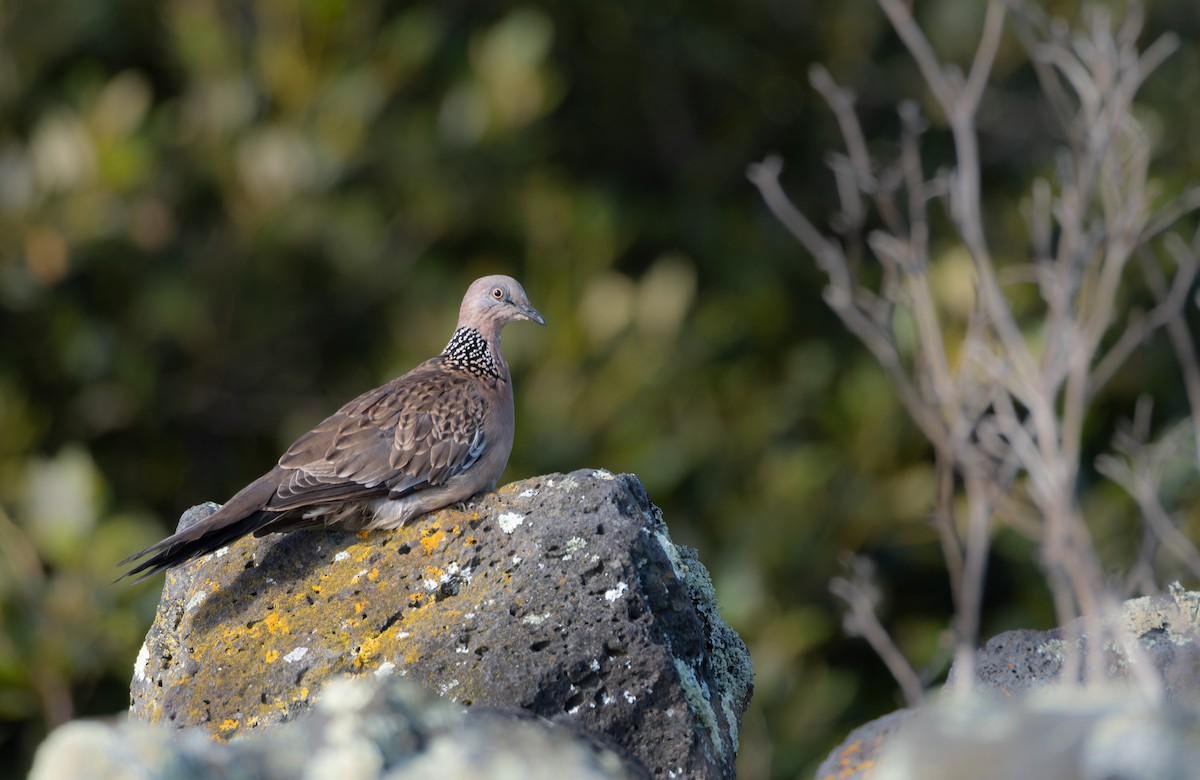 Spotted Dove - ML621629552