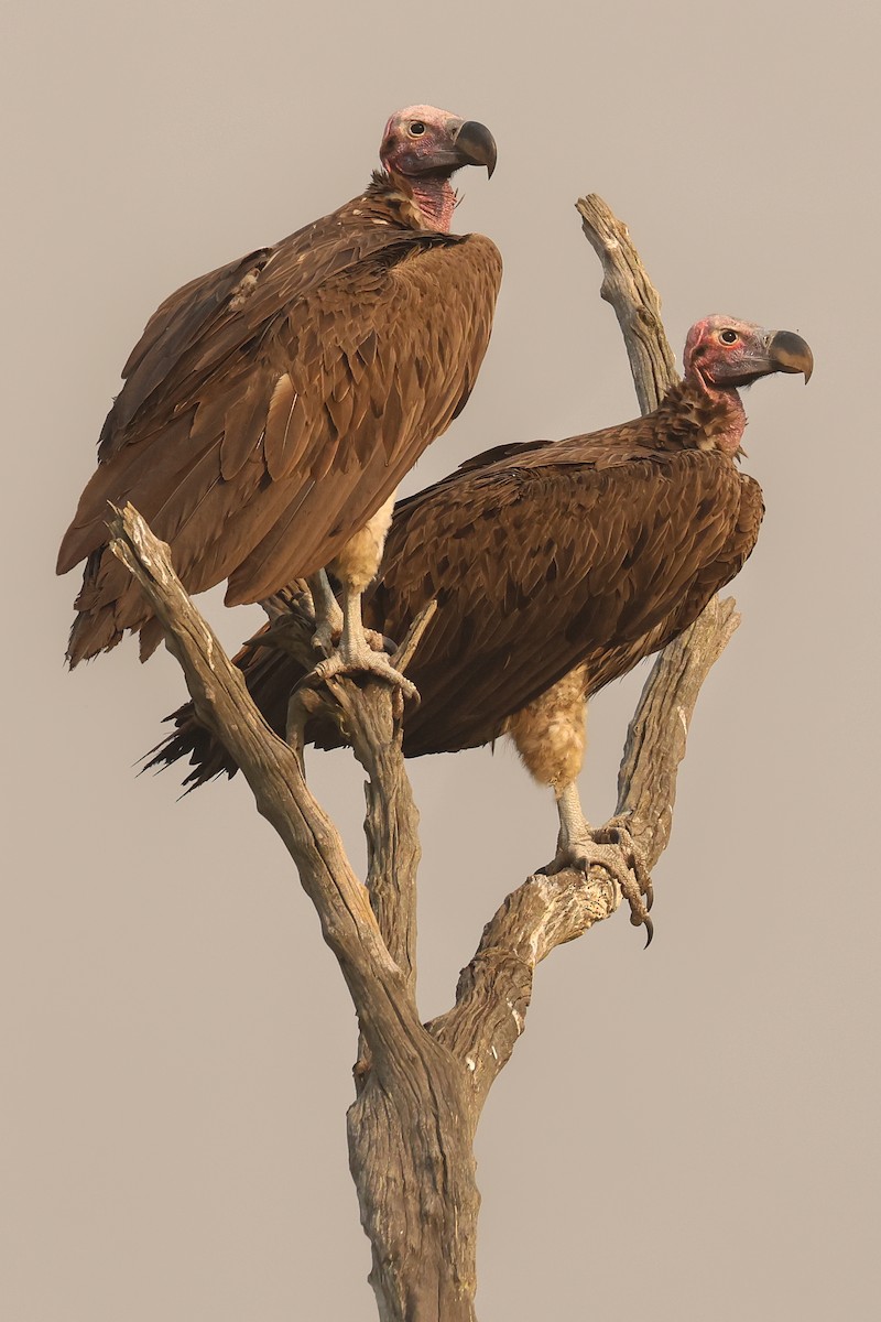 Lappet-faced Vulture - ML621629599