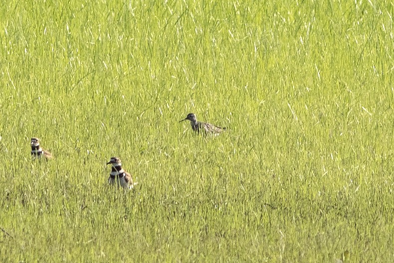 shorebird sp. - ML621629624