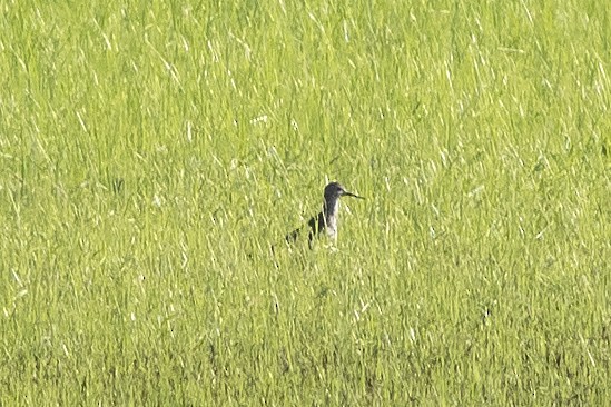 shorebird sp. - ML621629625