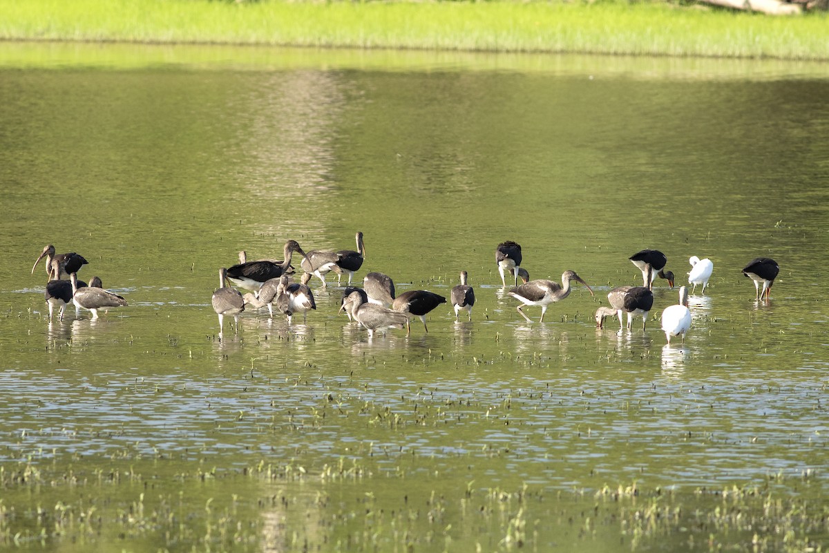 White Ibis - ML621629631