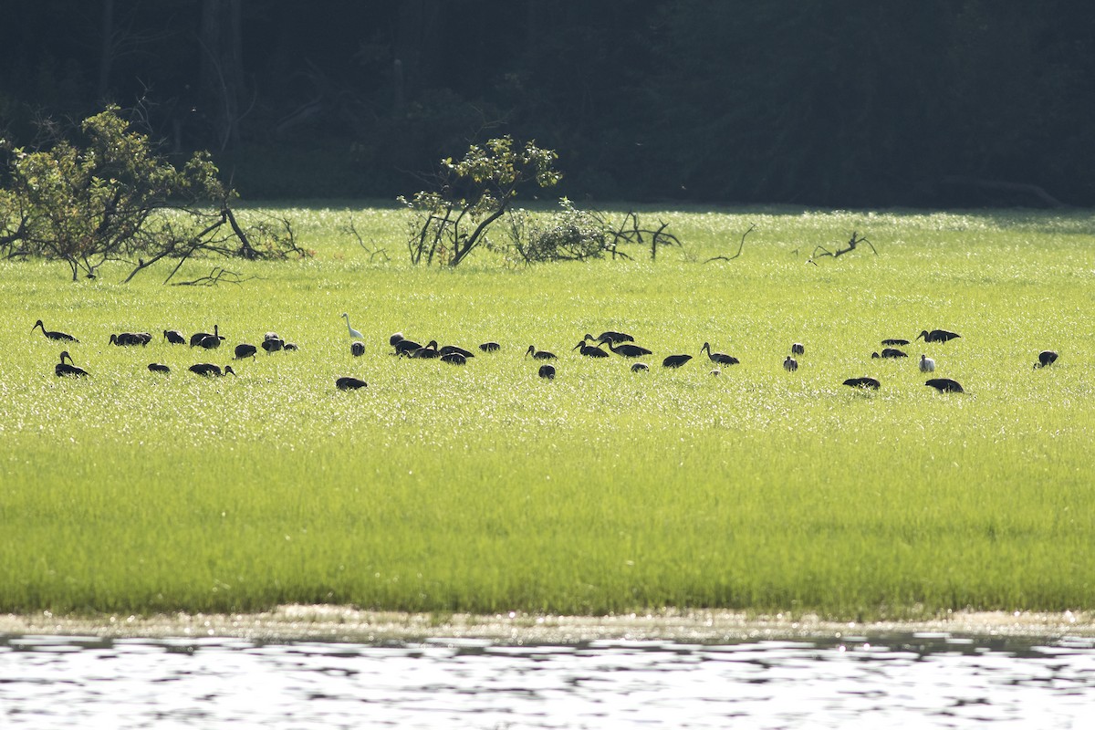 White Ibis - ML621629632