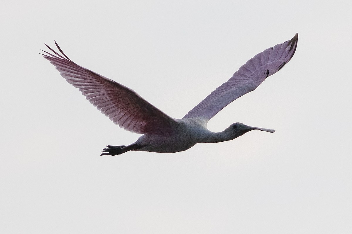 Roseate Spoonbill - ML621629633