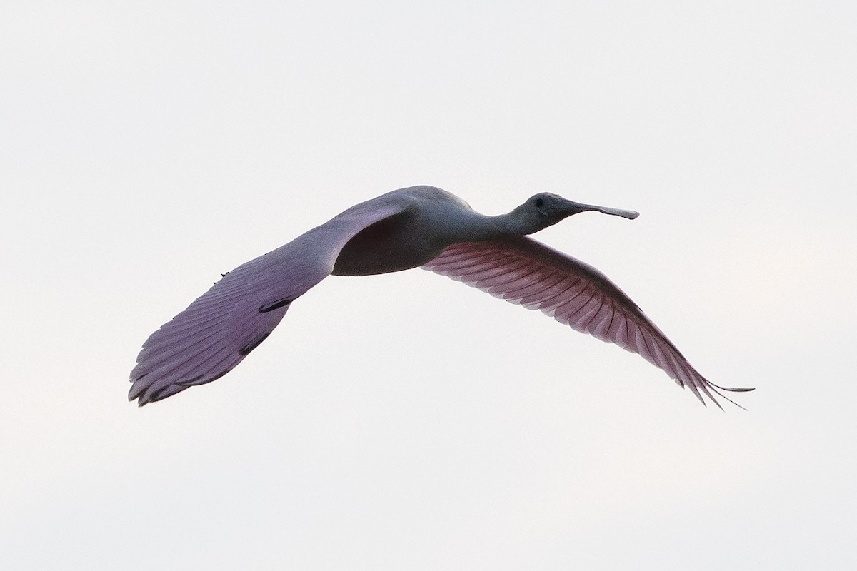 Roseate Spoonbill - ML621629634