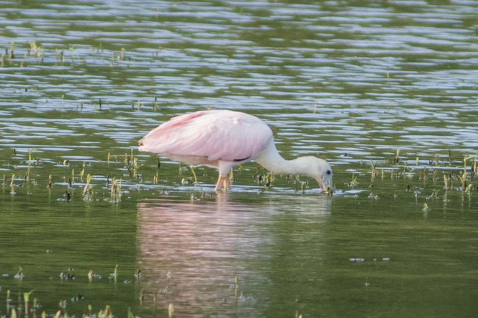 Roseate Spoonbill - ML621629635