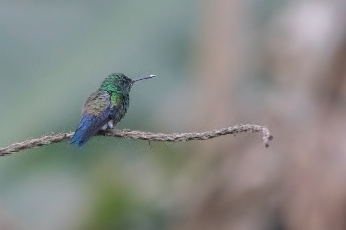 Blue-vented Hummingbird - ML621629641