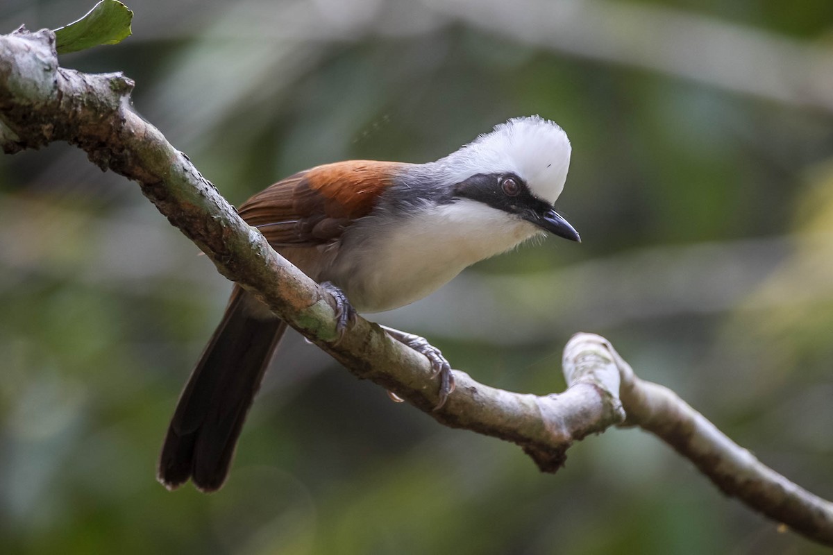 White-crested Laughingthrush - ML621629648