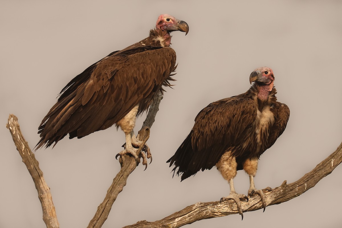 Lappet-faced Vulture - ML621629701