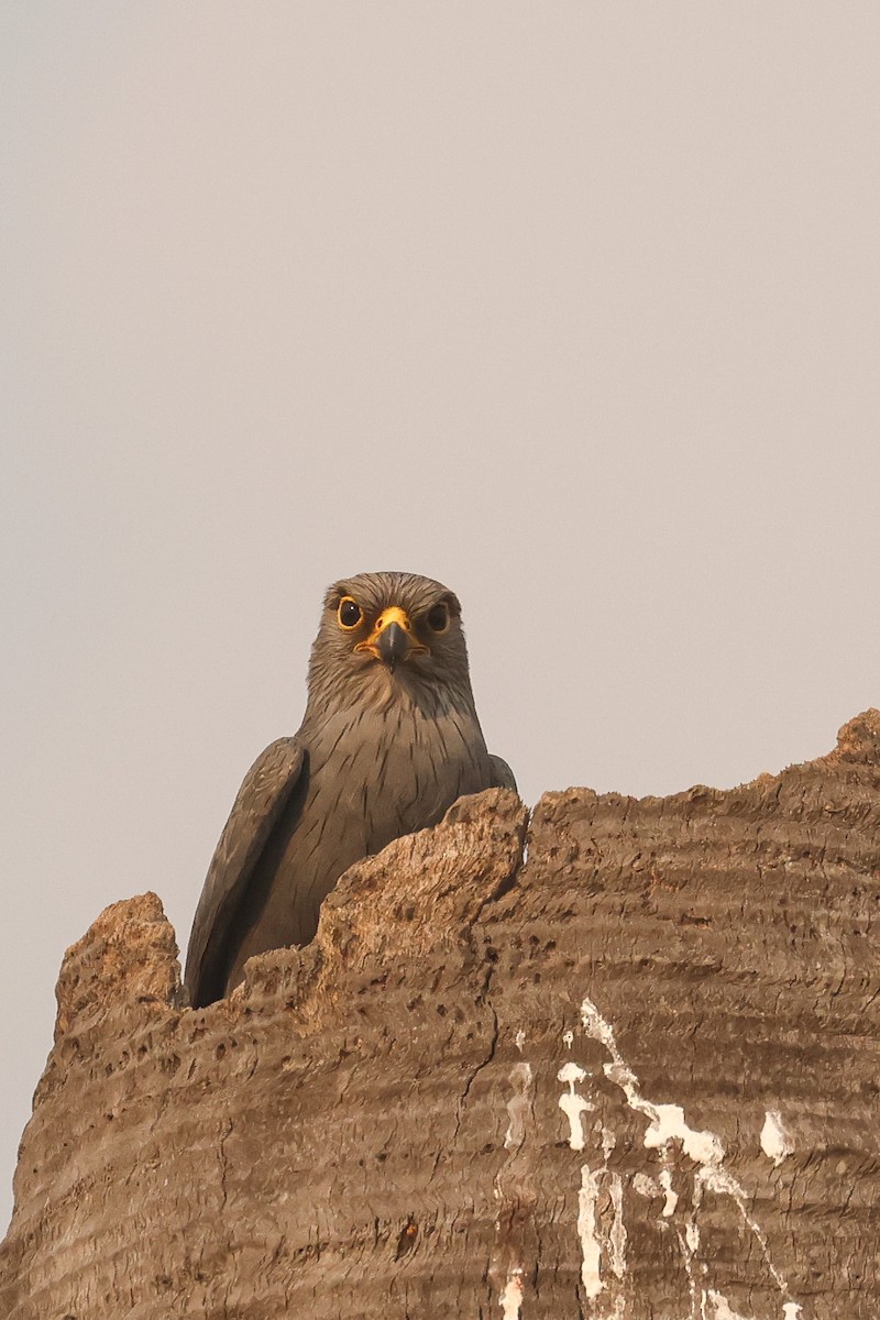 Gray Kestrel - ML621629781