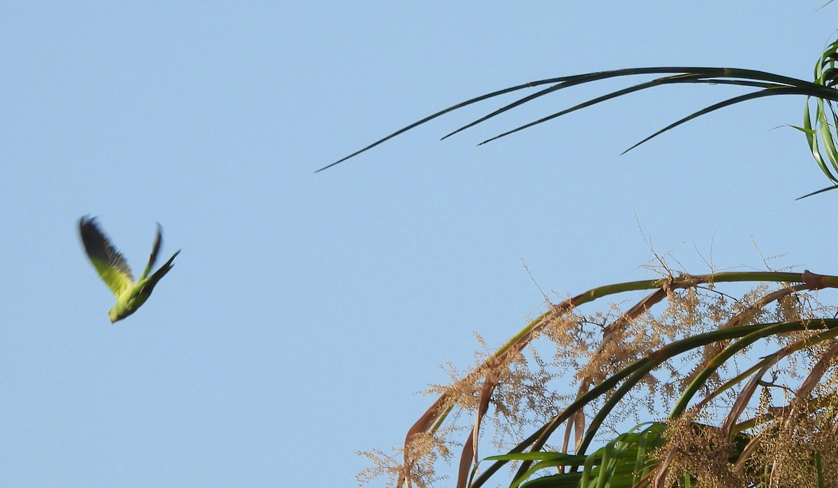 Rose-ringed Parakeet - ML621629812