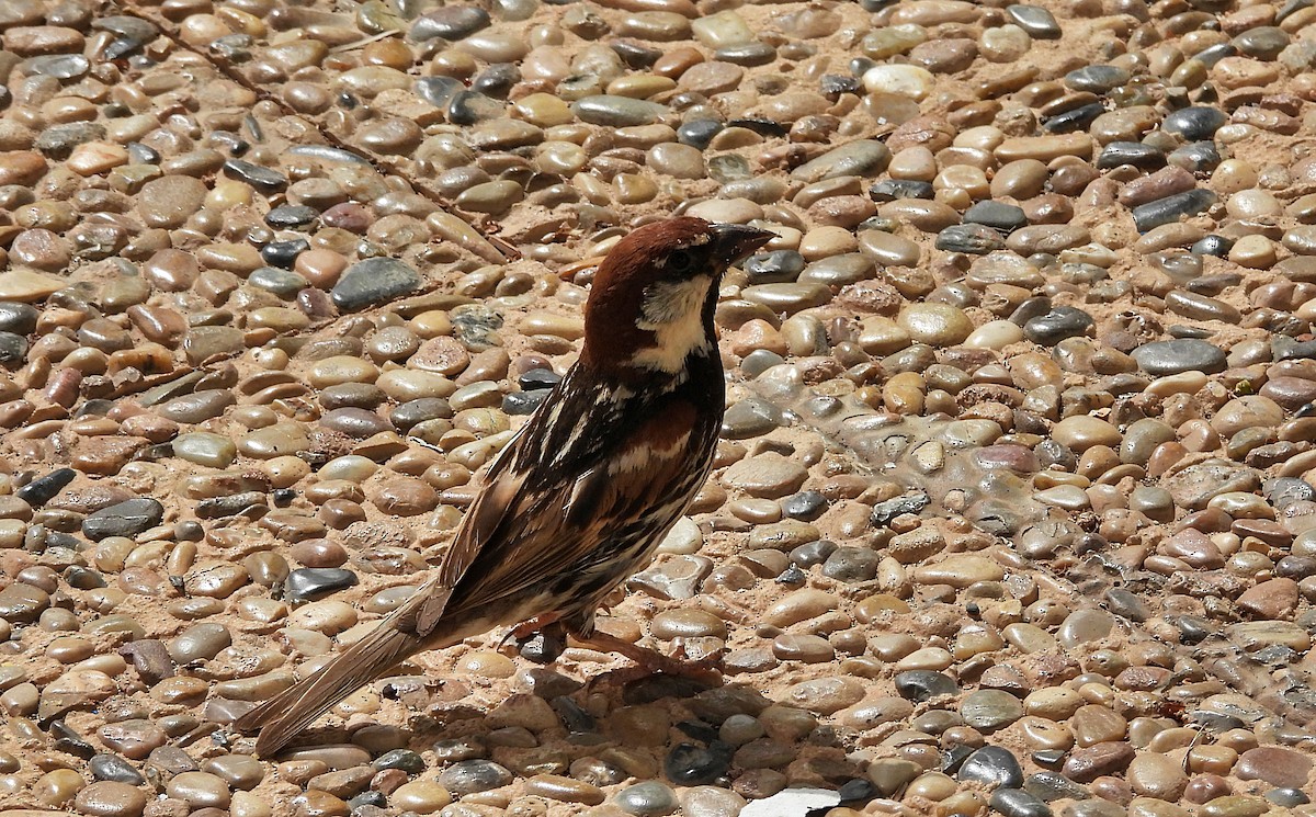 Spanish Sparrow - ML621629822