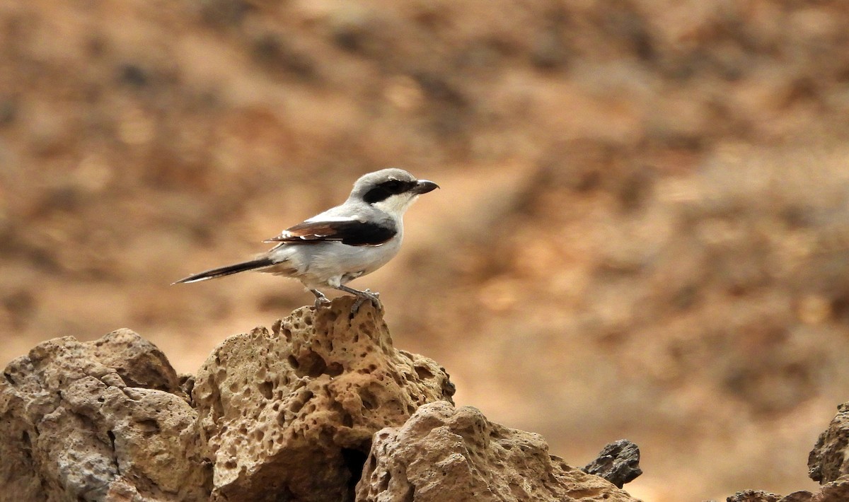 Great Gray Shrike - ML621629883