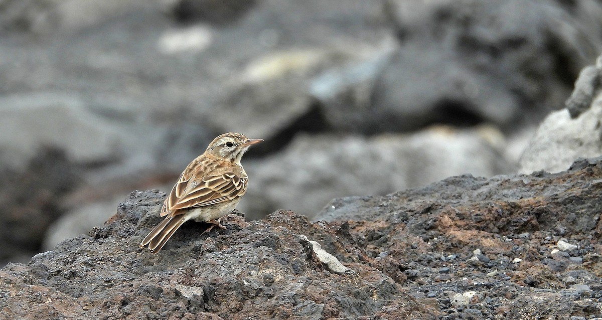 Berthelot's Pipit - ML621629898