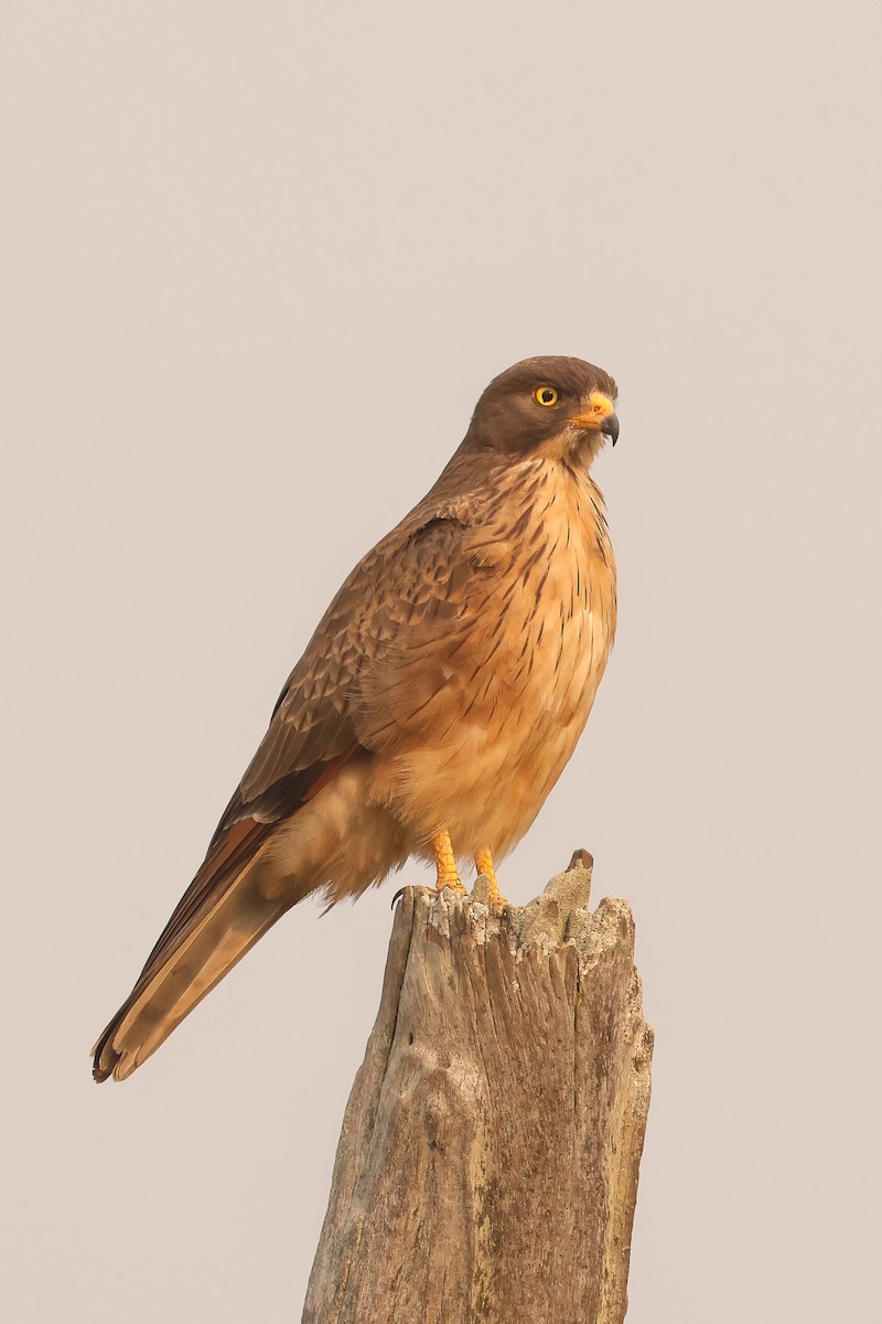 Grasshopper Buzzard - ML621629905