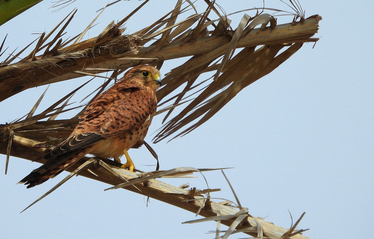 Eurasian Kestrel - ML621629915