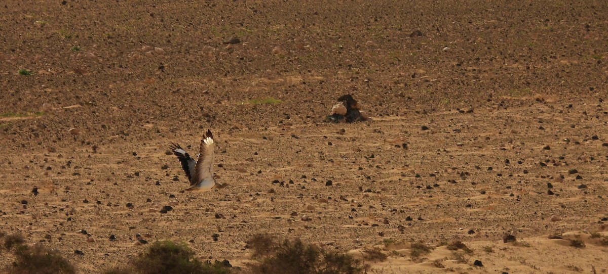 Houbara basoiloa - ML621629942