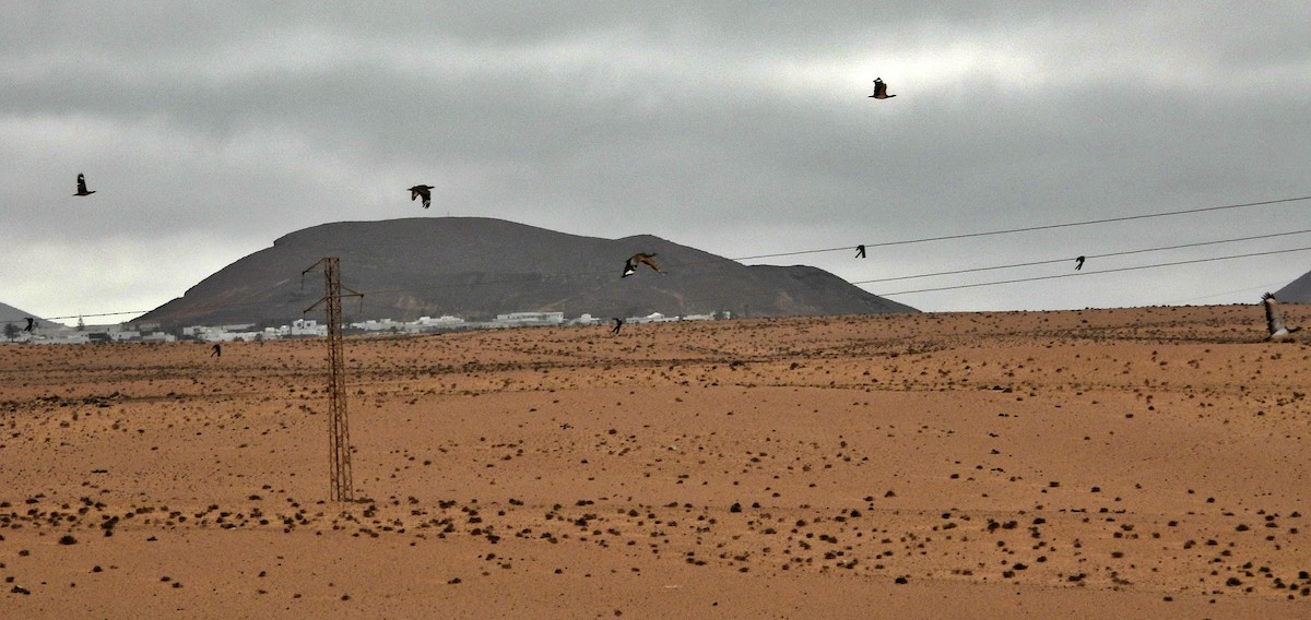 Houbara Bustard - Mario Alonso