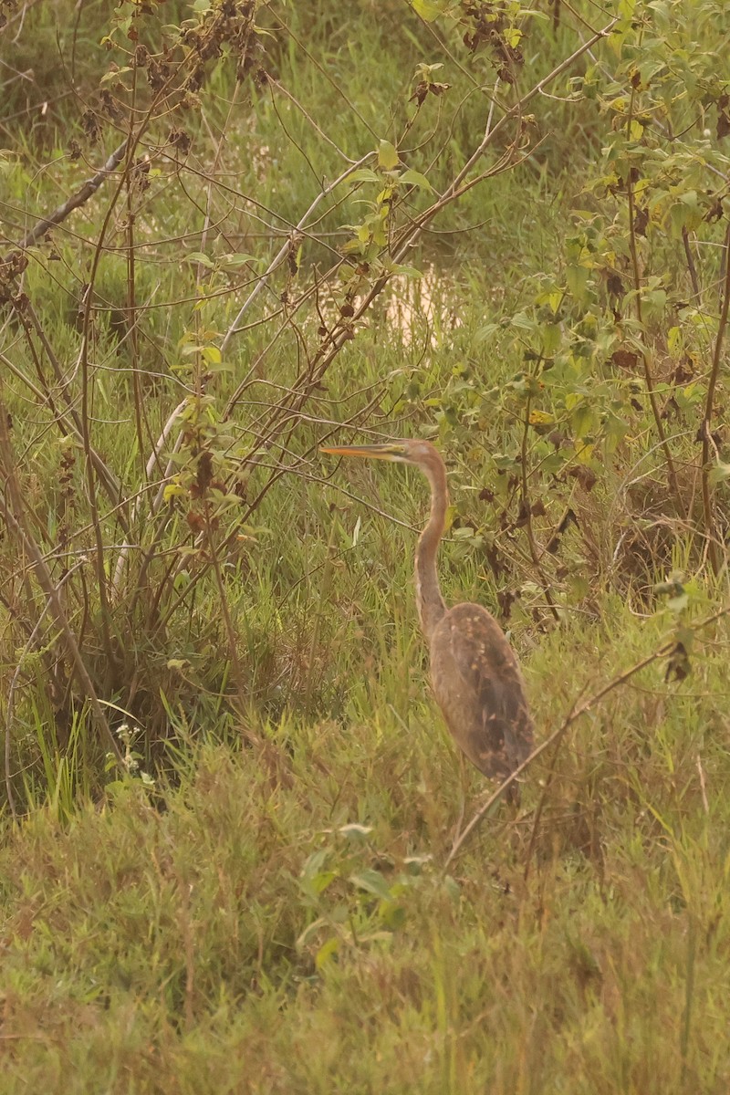 Goliath Heron - ML621629980