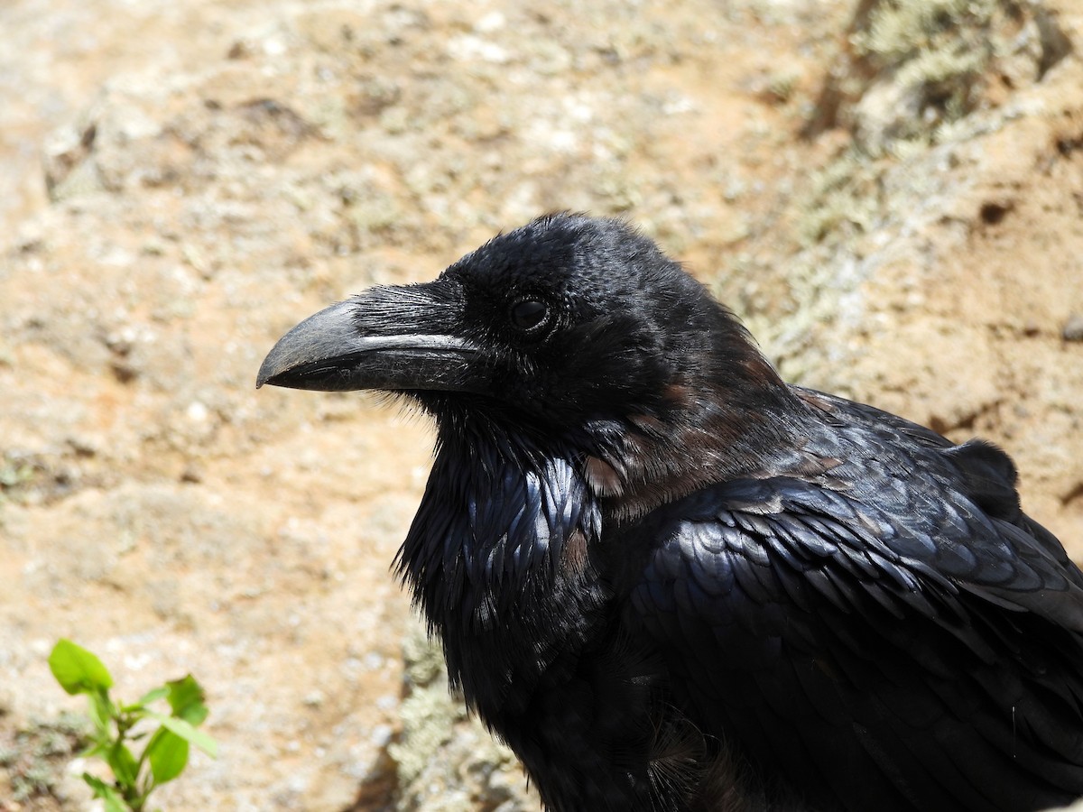 Common Raven - ML621629987