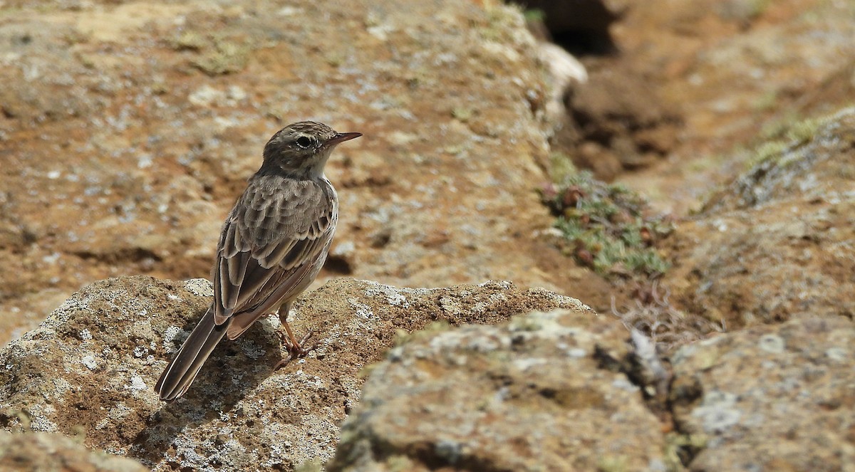 Berthelot's Pipit - ML621629988