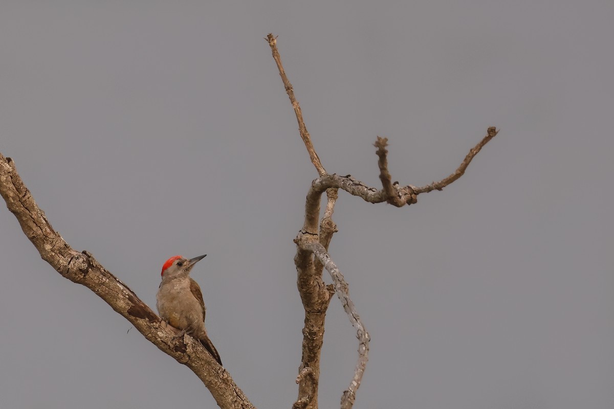 African Gray Woodpecker - ML621630000