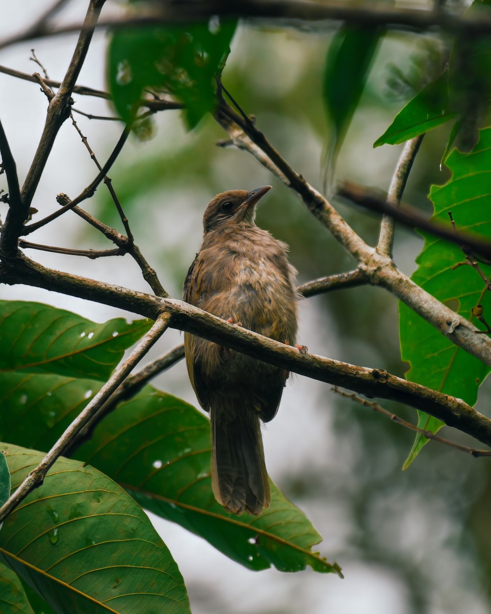 Olive-winged Bulbul - ML621630028