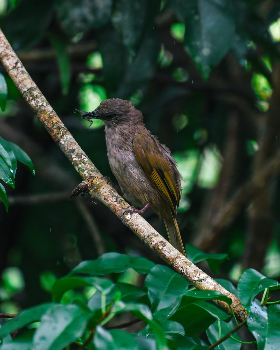 Olive-winged Bulbul - ML621630029