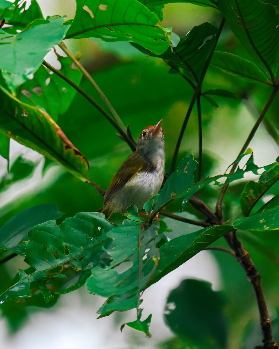 Common Tailorbird - ML621630030